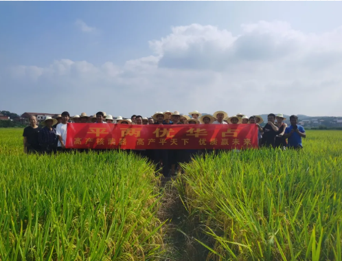 新興隆，新氣象，新未來——記平兩優華占衡東觀摩預訂會