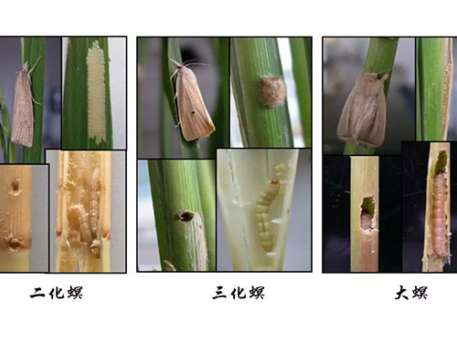 湖南興隆種業有限公司,長沙稻谷種植與銷售,長沙農作物品種的選育,長沙農業病蟲害防治服務