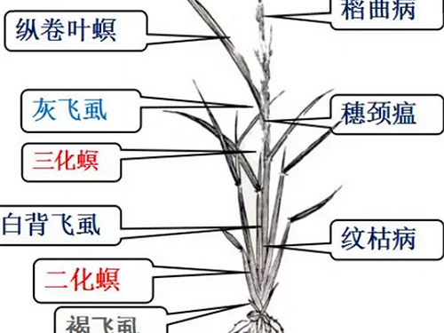 湖南興隆種業有限公司,長沙稻谷種植與銷售,長沙農作物品種的選育,長沙農業病蟲害防治服務