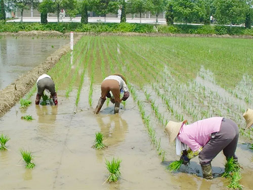 湖南興隆種業有限公司,長沙稻谷種植與銷售,長沙農作物品種的選育,長沙農業病蟲害防治服務