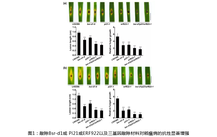 湖南興隆種業有限公司,長沙稻谷種植與銷售,長沙農作物品種的選育,長沙農業病蟲害防治服務